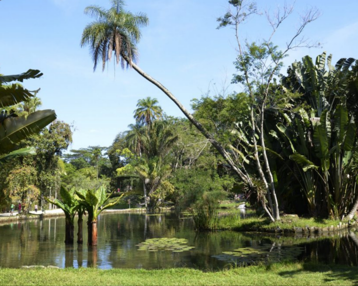 Foto de uma paisagem do Jardim Botânico do Rio de Janeiro. Ela é centrada em torno de um lago cercado por árvores, arbustos e grama. O céu é azul sem nuvens.